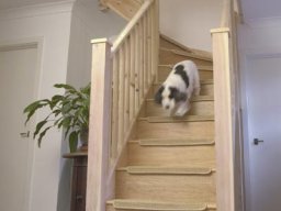 An all-pine staircase to loft conversion